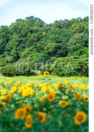 A single sunflower stands out in a field, growing tall. 118688201