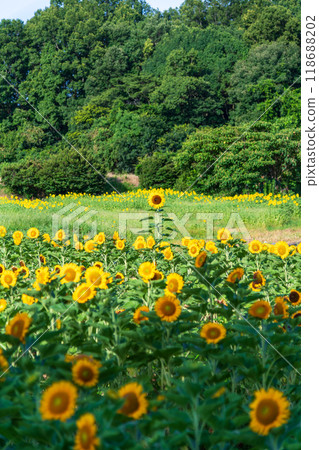 A single sunflower stands out in a field, growing tall. A single sunflower stands out in a field, growing tall. 118688202