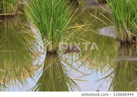 A Common Snipe relaxing in a rice field A Common Snipe relaxing in a rice field 118688444