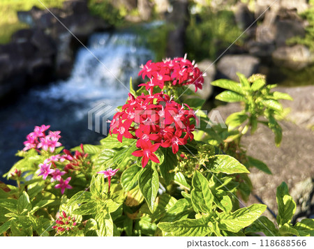 紅色的pentas 紅色的pentas 118688566