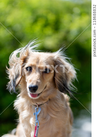 臘腸犬在公園散步 118688832