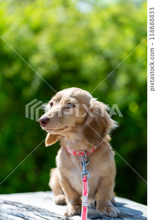 Dachshund to take a walk in the park 118688833
