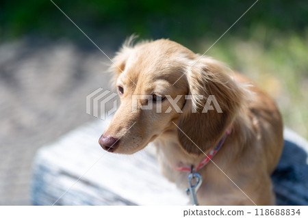 Dachshund to take a walk in the park 118688834