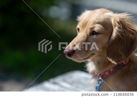 臘腸犬在公園散步 118688836