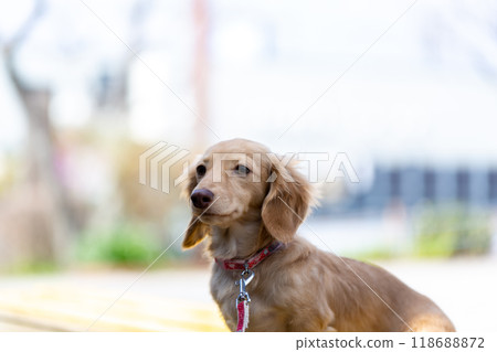 Dachshund to take a walk in the park 118688872