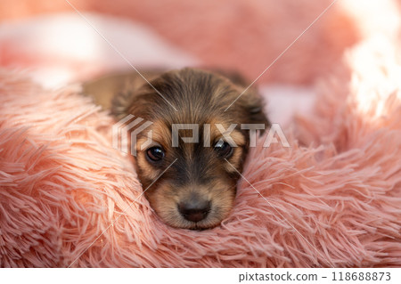 Kaninchen Dachshund puppy 118688873