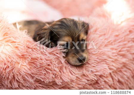 kaninhen 臘腸犬 小狗 kaninhen 臘腸犬 小狗 118688874