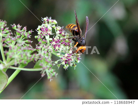 A small hornet resting on a Nodake flower A small hornet resting on a Nodake flower 118688947