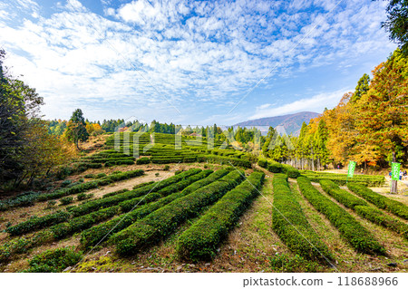Shiga Prefecture: Blue sky and tea fields 118688966