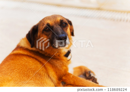 Big red homeless stray dog muzzle close up 118689224