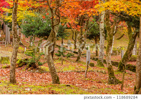 滋賀縣慶石寺的秋葉 滋賀縣慶石寺的秋葉 118689284