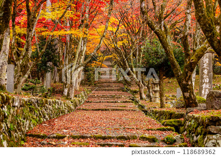 滋賀縣慶石寺的秋葉 118689362
