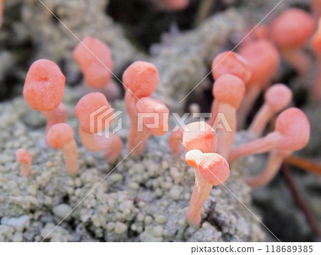 Pink lichen Tricholoma 118689385