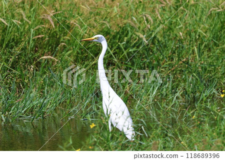 An intermediate egret searching for food in a rice field An intermediate egret searching for food in a rice field 118689396