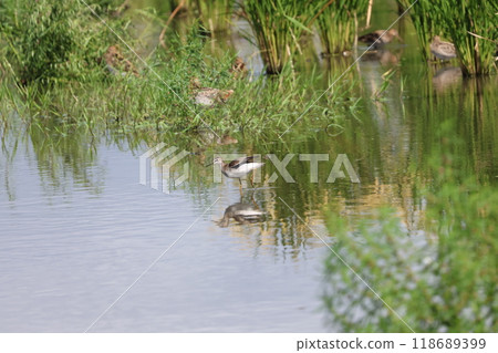 Waterfowl in the rice fields Waterfowl in the rice fields 118689399