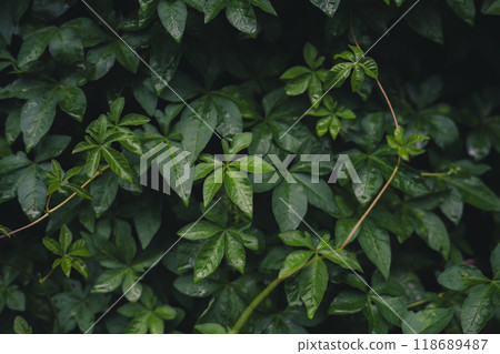 Dark tropical leaves background Dark tropical leaves background 118689487