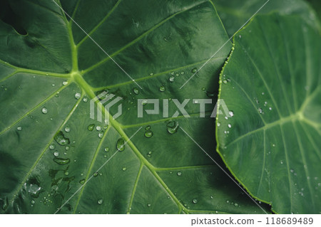 Dark tropical leaves and water drops background 118689489