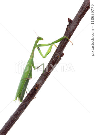 Mantis green isolated on white background. European mantis or praying mantis on a branch. Clipping path. 118689779