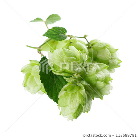 Fresh green hops branch, isolated on a white background. Hop cones with leaf. Organic Hop Flowers. Clipping path. 118689781