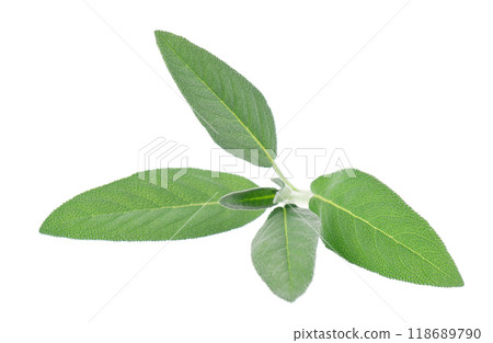 Fresh sage herb isolated on white background. Salvia Officinalis leaves. Medicinal and culinary herb. Clipping path. 118689790