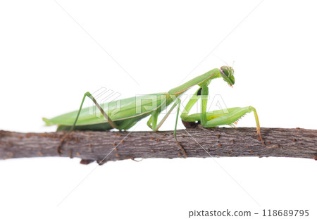 Mantis green isolated on white background. European mantis or praying mantis on a branch. Clipping path. 118689795