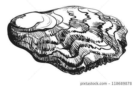 Oyster vector. Hand drawn oyster shells. Fresh oyster isolated on white background, linear sketch. Engraving effect, linear ink drawing. Clipart for logo, menu. Oyster vector. Hand drawn oyster shells. Fresh oyster isolated on white background, linear sketch. Engraving effect, linear ink drawing. Clipart for logo, menu. 118689878