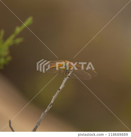Red-veined darter (Sympetrum fonscolombii) 118689889