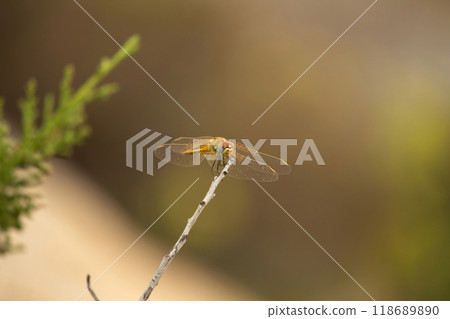 Red-veined darter (Sympetrum fonscolombii) 118689890