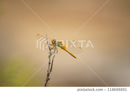 Red-veined darter (Sympetrum fonscolombii) Red-veined darter (Sympetrum fonscolombii) 118689891