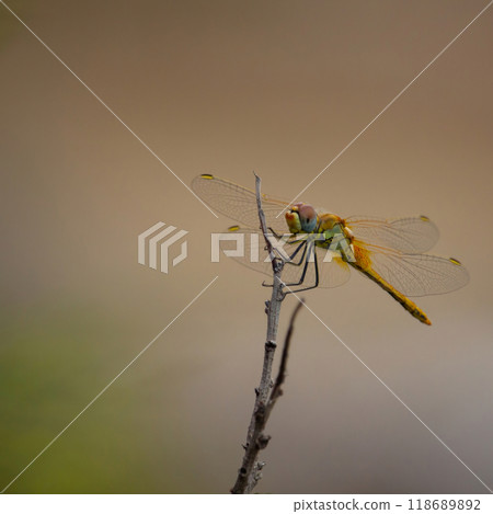 Red-veined darter (Sympetrum fonscolombii) 118689892