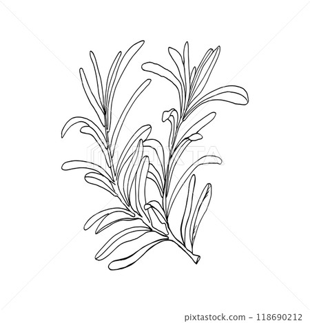 Rosemary twig ink graphics hand drawn illustration. Vector spice element, botanical branch with leaves , condiment for meat, soap. Black silhouette for product packing, logo, label, web design 118690212