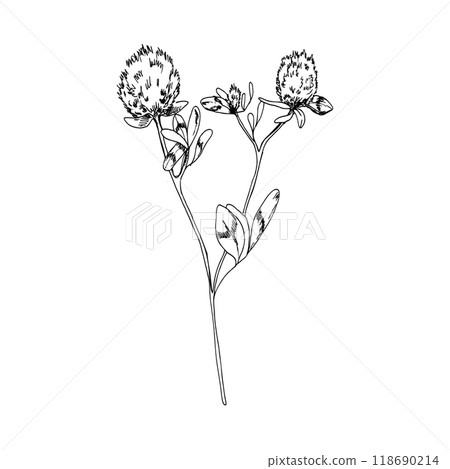 Ink graphics clover flower with leaves illustration. Hand drawn wild field botanical element, floral stem with bud silhouette for textile, kitchen, home decor. Poster, book design 118690214