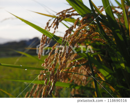 A rural landscape with rice ears about to be harvested A rural landscape with rice ears about to be harvested 118690316