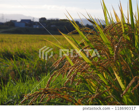 A rural landscape with rice ears about to be harvested A rural landscape with rice ears about to be harvested 118690317