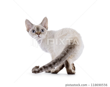Devon Rex cat on white background Devon Rex cat on white background 118690556
