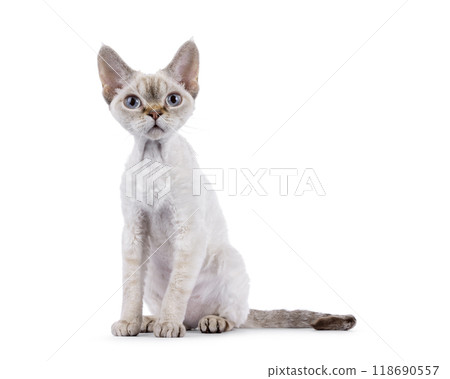 Devon Rex cat on white background 118690557