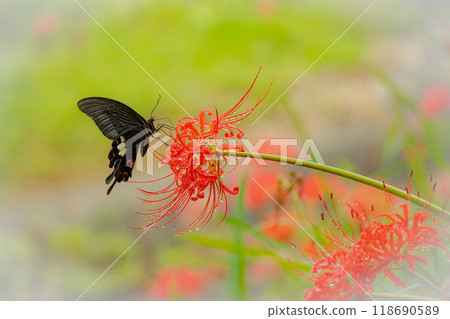 雨後蜘蛛百合與蝴蝶共同演繹 118690589