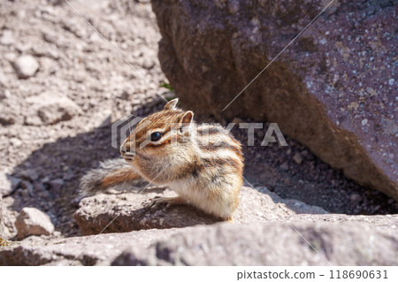 Hokkaido Chipmunks in Daisetsuzan: Cute Wild Animals of Hokkaido 118690631