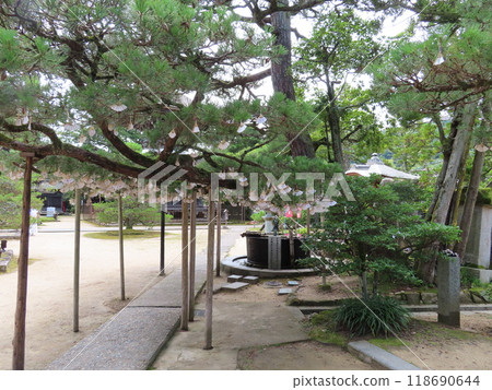 Chionji Temple in Amanohashidate, one of the Three Scenic Views of Japan, one of the Three Manjusri of Japan, and fan fortune-telling slips hanging in the temple grounds 118690644
