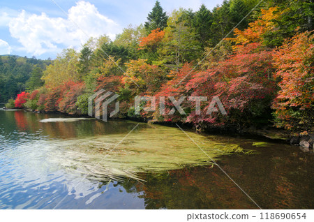 Shirakome Pond and autumn leaves along the lakeside 118690654