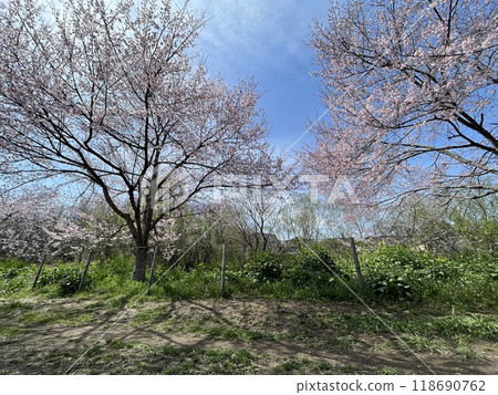 日本櫻花樹 日本櫻花樹 118690762