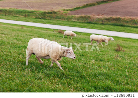 Many grazing sheep in herd scene on dyke lush green field pasture meadow grassland at North Sea coast East Frisia Lower Saxony Germany. Scenic german livestock rural countryside landscape view 118690931