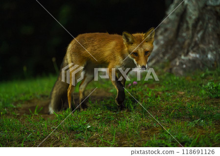 北海道可愛的野生動物紅狐 118691126