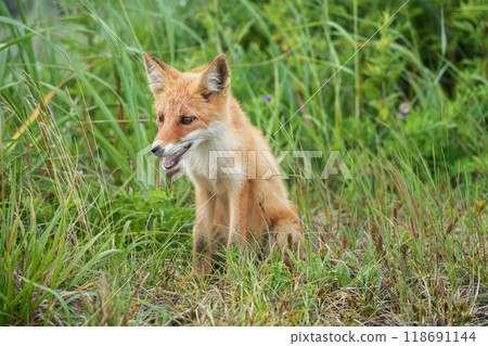 北海道可愛的野生動物紅狐 118691144
