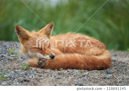 北海道可愛的野生動物紅狐 北海道可愛的野生動物紅狐 118691145