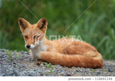 Arctic foxes: Hokkaido's cute wild animals 118691148