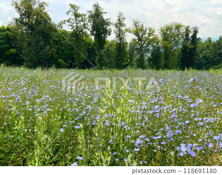 Vibrant meadow full of wildflowers under bright sky. Natural harmony with lush forest in the background on a sunny day. Harmony with nature and seasonal bloom concept. Copy space and empty place for 118691180
