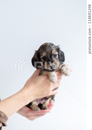 kaninhen 臘腸犬 小狗 kaninhen 臘腸犬 小狗 118691206