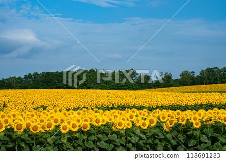 Sunflower fields in Hokuryu Town, Hokkaido's most beautiful summer spot, August Sunflower fields in Hokuryu Town, Hokkaido's most beautiful summer spot, August 118691283