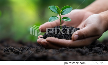 Sprouts growing in the soil 118691450